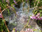 FZ020334 Waterdrops collected on spiderwebs in heather (Calluna vulgaris).jpg